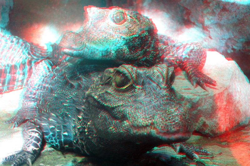 20100807 181336 1892
Crocodile babies.  So cute!  Use red-cyan glasses to view properly.
