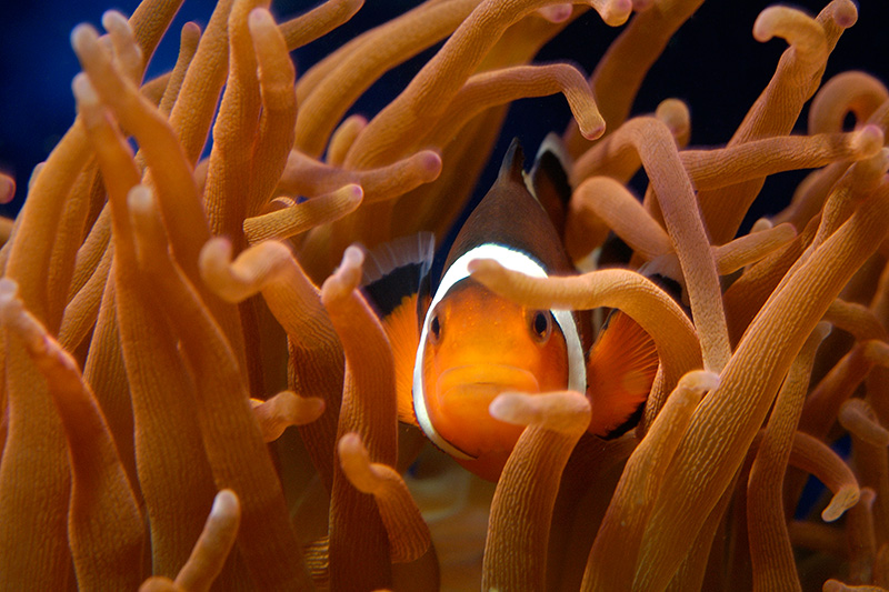20040627 184726 1436
Sharkdude's percula clowns host anemones very nicely - my clowns never hosted my RBTA.
