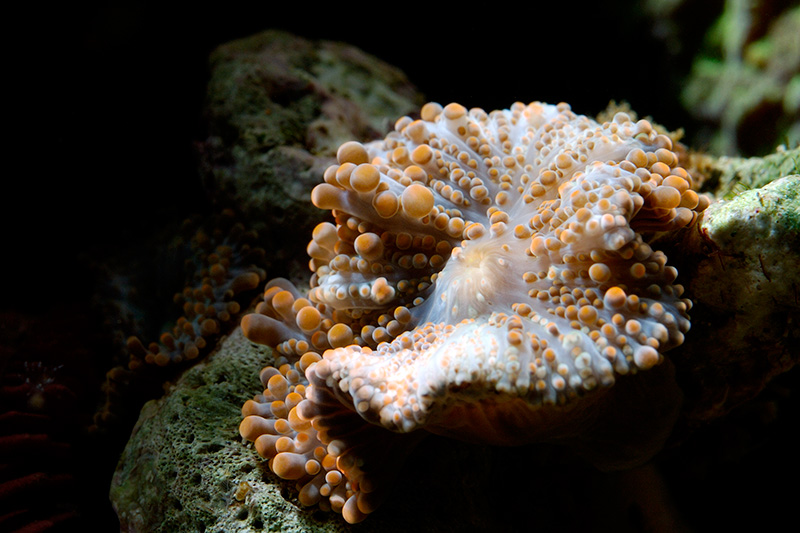 20040717 112102 5410
Thanks, Jake for IDing this one for me.  Spot lighting was used on this image to highlight the coral and send the background into darkness, creating constrast between the subject and its surroundings.
