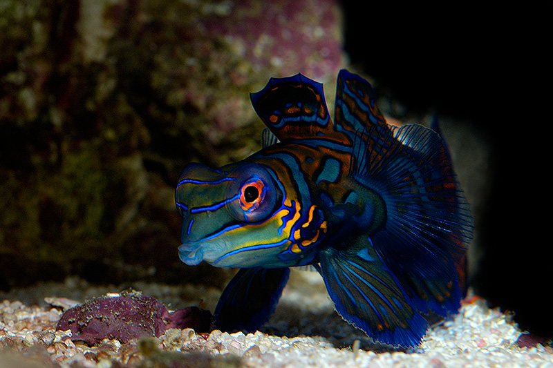 20041202 203544 3764
Constantly hunting for food, this colorful fish makes a wonderful photographic subject.
