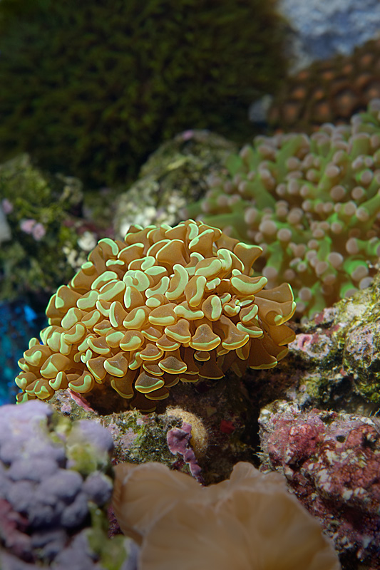 20050128 171846 4300
A hammer coral in a garden of large stony polyp corals.
