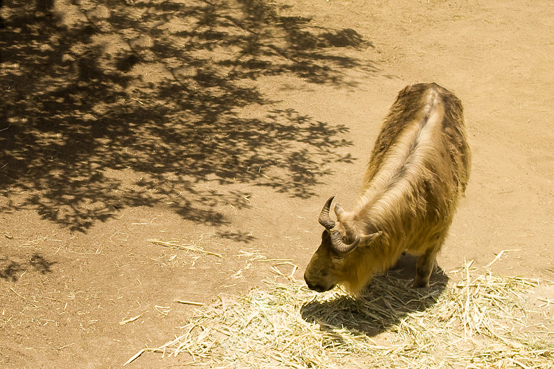20090614 125244 0435
Yakity Yak just keeps on yakking and yakking.  Yak, yak, yak!
